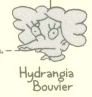 Hydrangia Bouvier.png