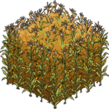 Corn Field.png