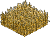 Wheat Field.png