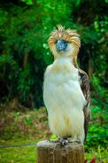 Probable prototype - Philippine Eagle