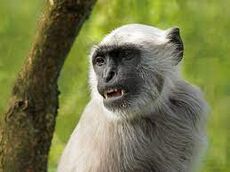 Langur