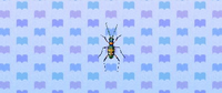 Tiger beetle