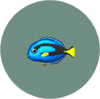 Surgeonfish (City Folk)