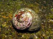 A turban shell in real life.