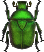 NH-encyclopedia-Drone beetle