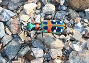 Tiger beetle