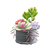 NH-Furniture-Succulent plant