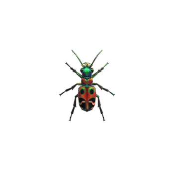 Tiger Beetle NH