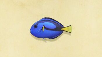 Surgeonfish NH