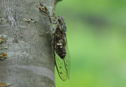 Walker'scicada