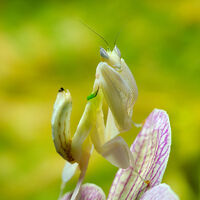 Real Orchid Mantis