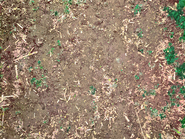 The ground texture from Baldi's Basics Plus V0.3.2 to V0.3.8.