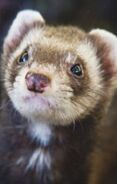 Familiar Ferret - The familiar sighs, its nose twitching slightly with curiosity as it looks up with dark eyes. "What is it now, <PRO_MANWOMAN>? I am hungry. I wish to be petted and fed."