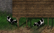 Cows in Candlekeep