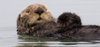 SeaOtter