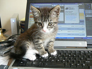 Keyboard kitten