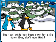 The penguins concerned about their tour guide