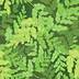 Fabric Ferns icon