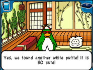 Rookie with another white puffle