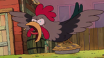 Cogburn clucking furiously