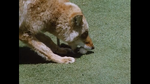 Coyote with ball