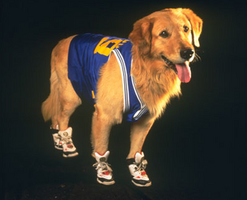 Buddy (Air Bud)