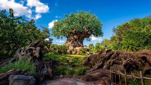 Tree-of-Life-Blue-Skies-990x556