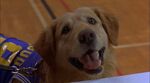 Air-bud-disneyscreencaps.com-9475