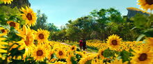 Sunflower Field