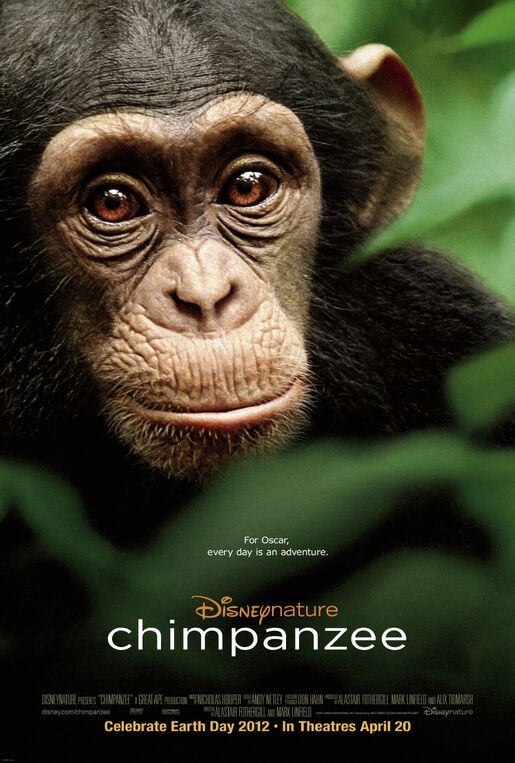 Chimpanzee poster