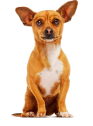 Papi (Beverly Hills Chihuahua franchise)