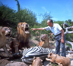 A behind-the-scenes image featuring Walt Disney and some animatronic lions with an animatronic zebra, alongside animatronic vultures and antelopes seen in the background.