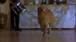 Air-bud-disneyscreencaps.com-9388