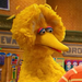 BigBird-Cuandolepidesundeseoaunpepinillo