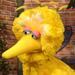 BigBird-¡Maravillasmusicales!