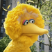 BigBird-LaBúsquedadelaVaritaMágica