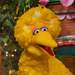 BigBird-SesameStreet's50thAnniversaryCelebration