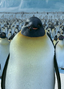 Seymour en Happy Feet: El pingüino.