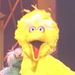 BigBird-Elmopalooza