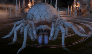 Snowball, a unique albino spider