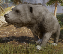 A large bear roaming in the Hinterlands