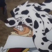 Dalmation OPStampede