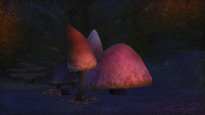 Bloodcrown Mushrooms