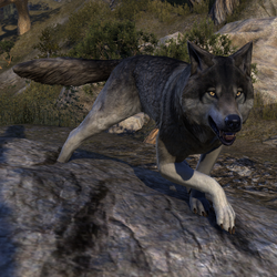 ESO Dire Wolf