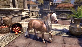 White-Gold Imperial Pony