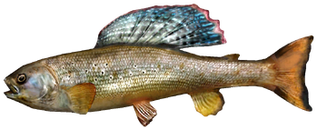 Arctic Grayling