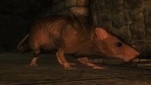 Rata(Oblivion)