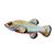 Pupfish