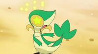 Snivy de Ash confusa.