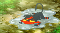 Litten mojado.